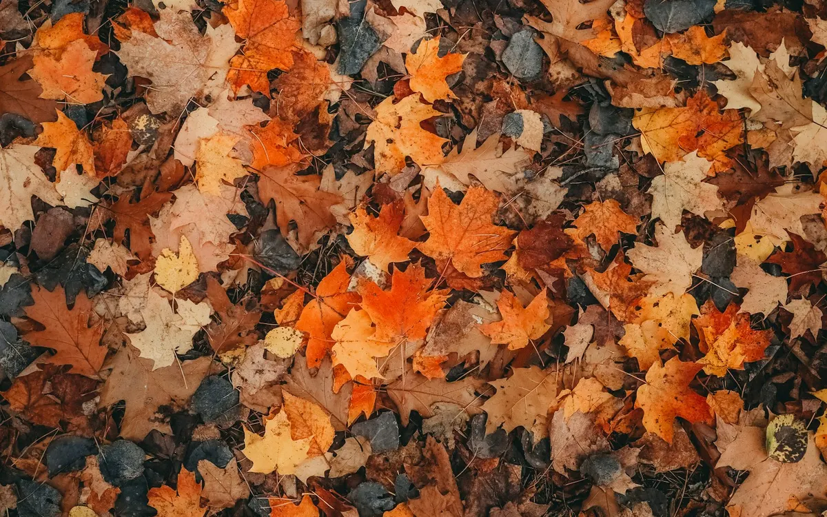 Fallen autumn leaves blanketing a lawn