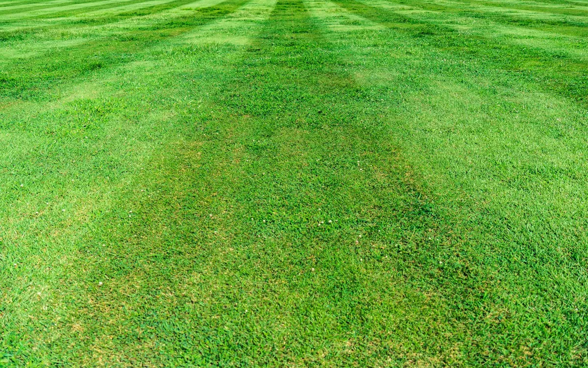 Fresh mowing stripes on a healthy green lawn
