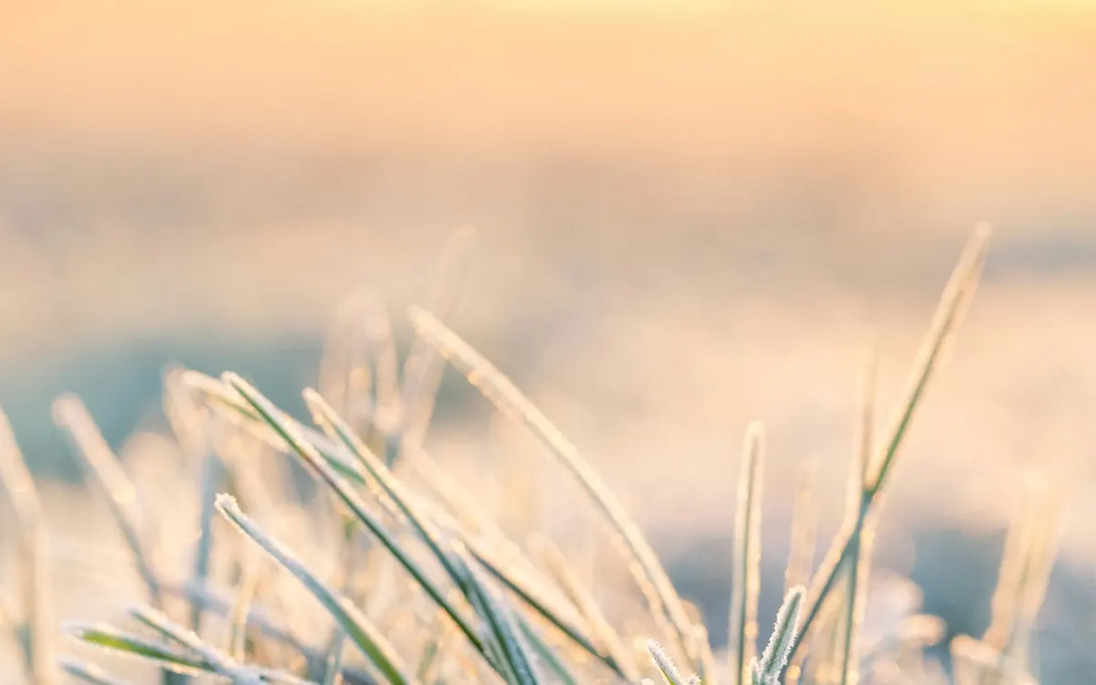 Morning frost on grass as a Central Illinois winter approaches