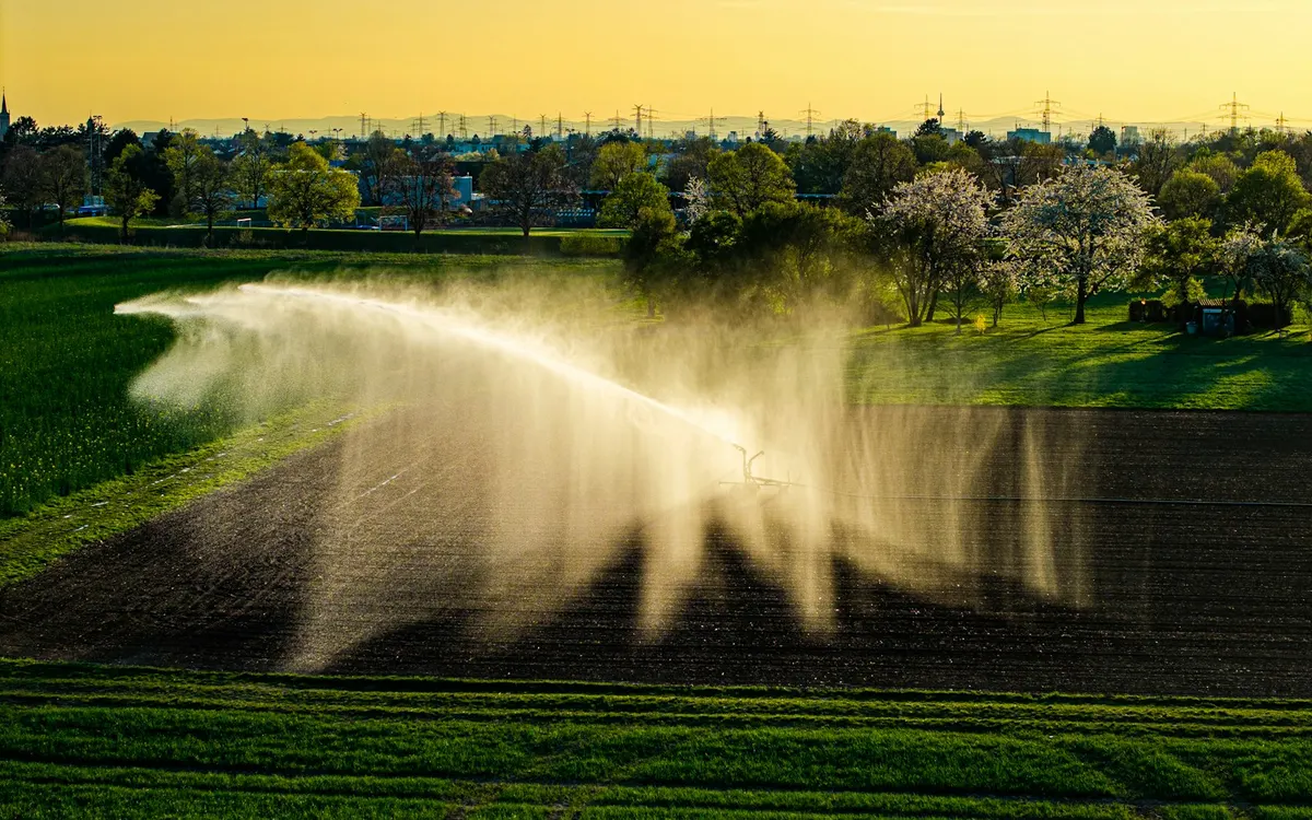 A lawn sprinkler watering green grass on a summer day